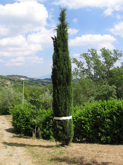 Perugia (Italy) Tree After