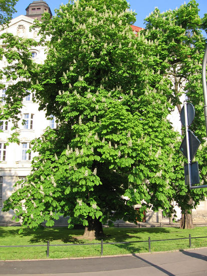 Leipzig Tree / before