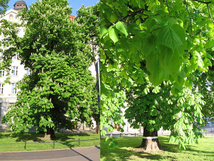 Leipzig Tree Before / After (2008)