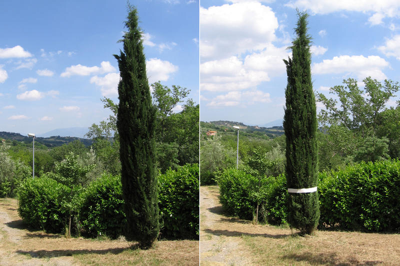 Perugia Tree