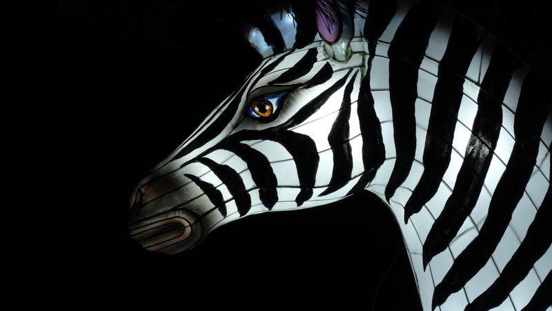 Zebra