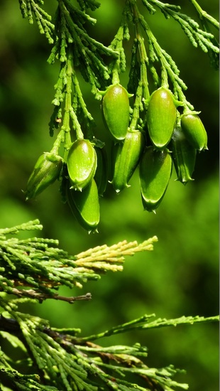 Natuur. Het begin...