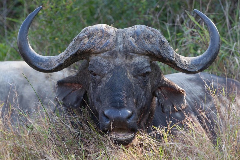 Buffel van dichtbij