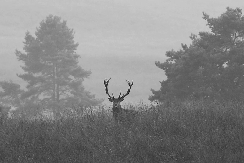 Veluwe wild hert