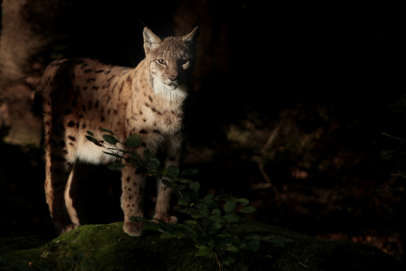 Lynx