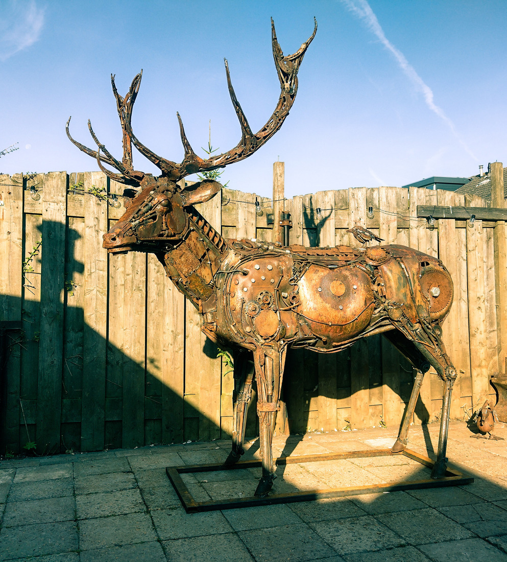 Cervus