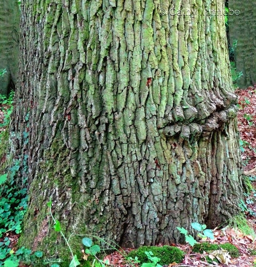 Kunst in de natuur 3