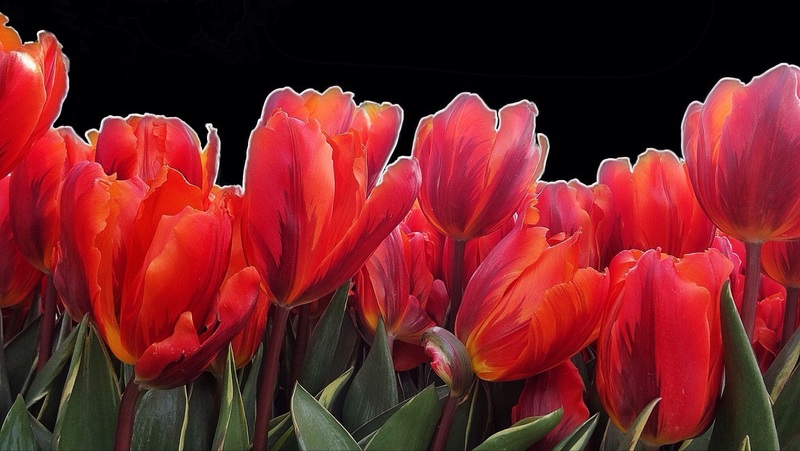 Tulpen 3