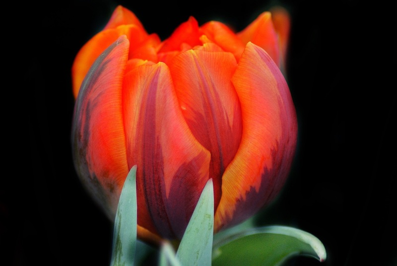 Tulpen 4