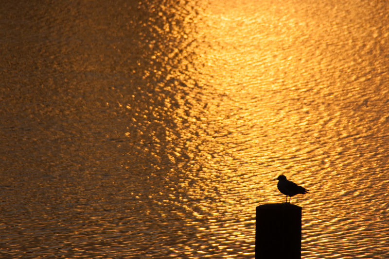 Langs de Maas (Venlo)
