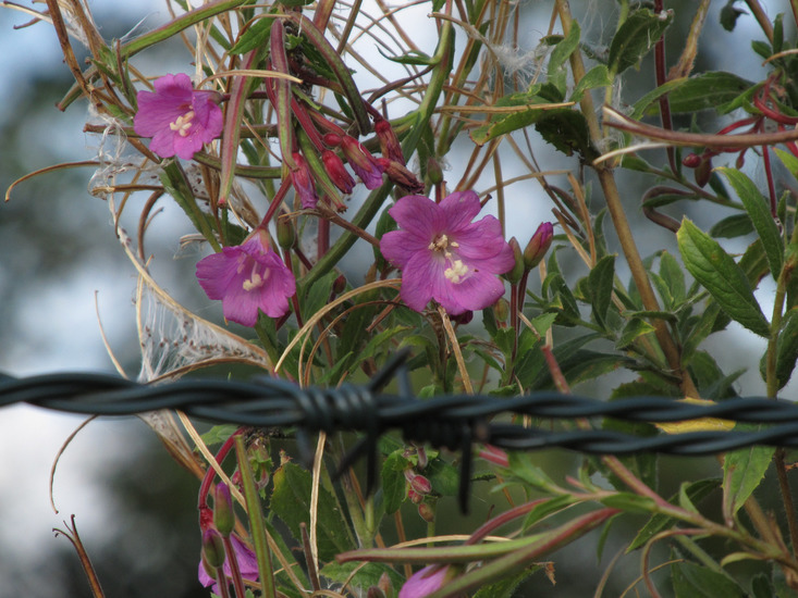 De natuur kent geen grenzen (Spaubeek)