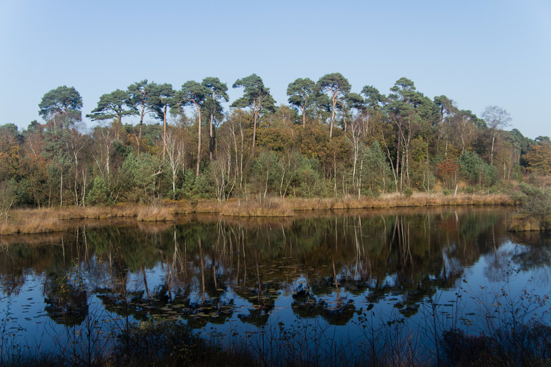 Oisterwijkse Bossen en Vennen (Oisterwijk)