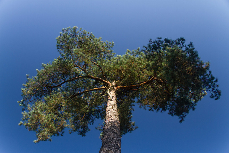 Oisterwijkse Bossen en Vennen (Oisterwijk)