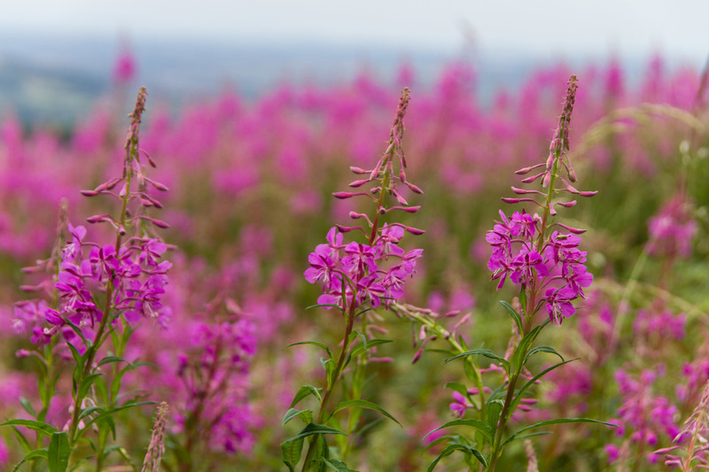 Cotswolds (Engeland)