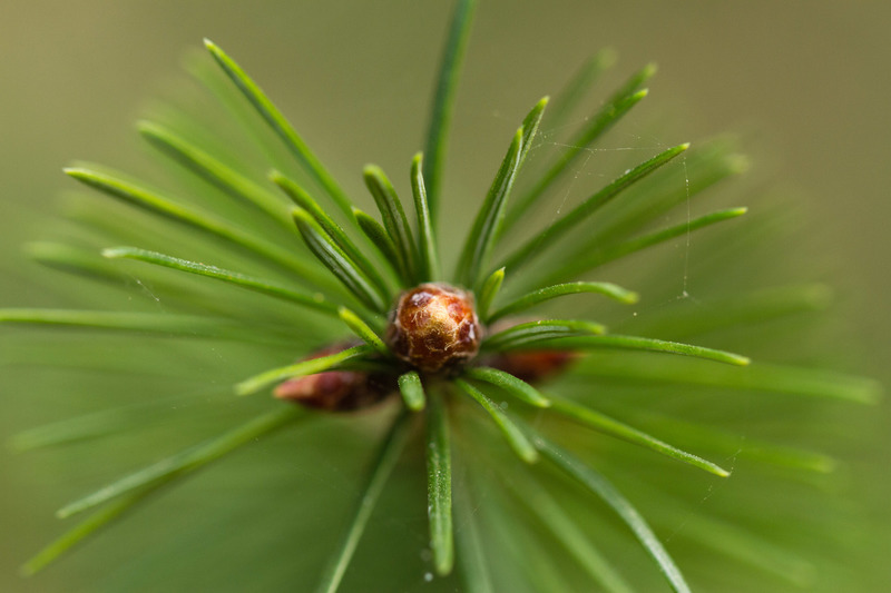 Oisterwijkse Bossen en Vennen (Oisterwijk)