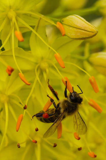 Botanische tuin Düsseldorf (Duitsland)