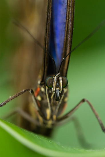 Botanische tuin (Utrecht)