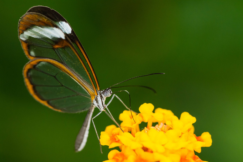 Botanische tuin (Utrecht)