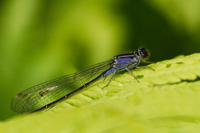 Kasteeltuinen (Arcen)