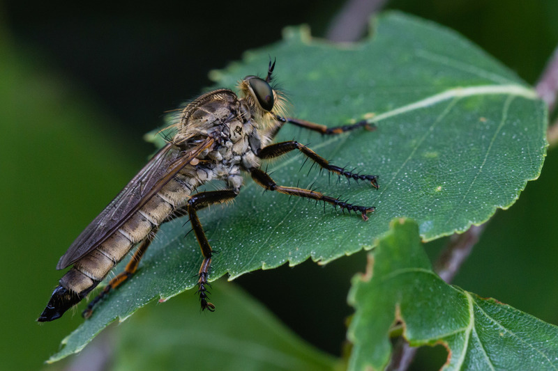 Oisterwijkse Bossen en Vennen (Oisterwijk)