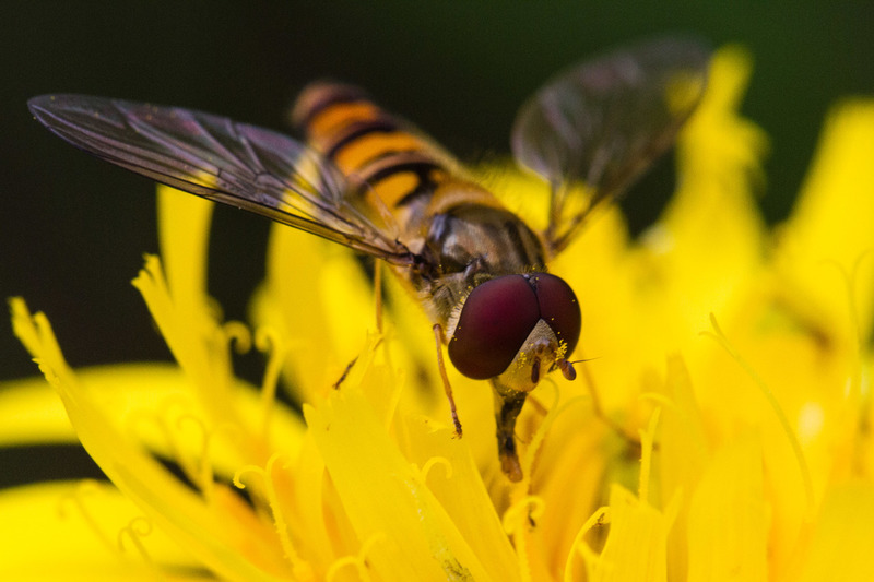 Oisterwijkse Bossen en Vennen (Oisterwijk)