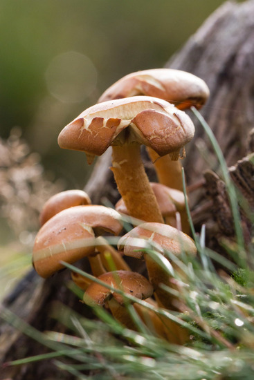 Oisterwijkse Bossen en Vennen (Oisterwijk)