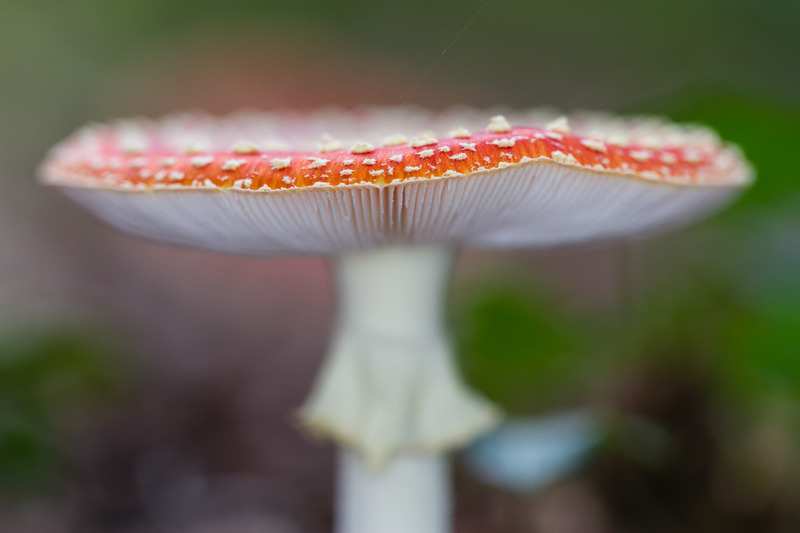 Oisterwijkse Bossen en Vennen (Oisterwijk)