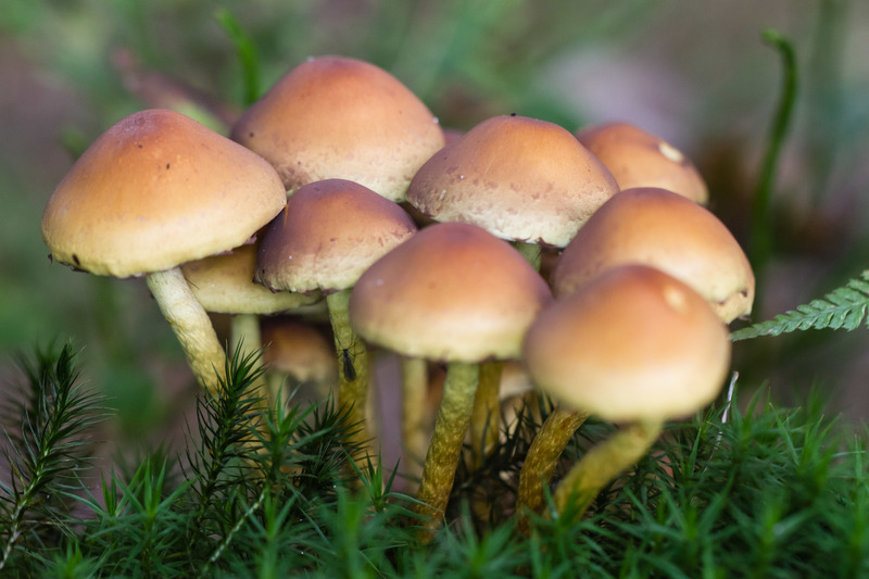 Oisterwijkse Bossen en Vennen (Oisterwijk)