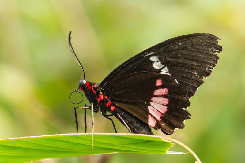 Blijdorp - Amazonica (Rotterdam)