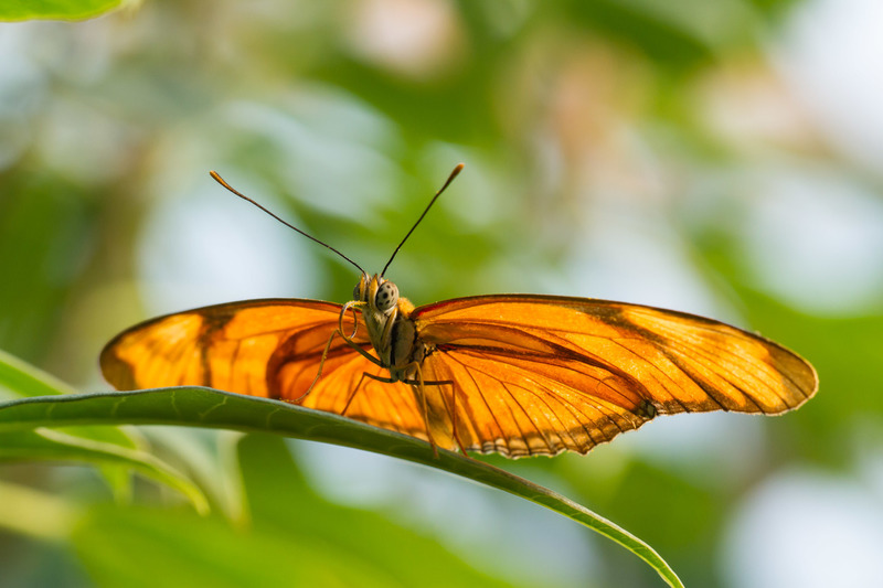 Blijdorp - Amazonica (Rotterdam)