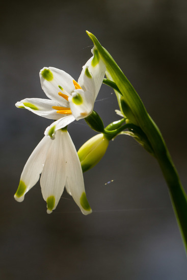 Kasteeltuinen (Arcen)