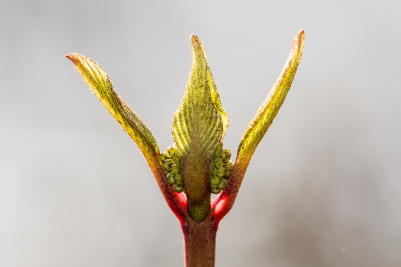 Kasteeltuinen (Arcen)