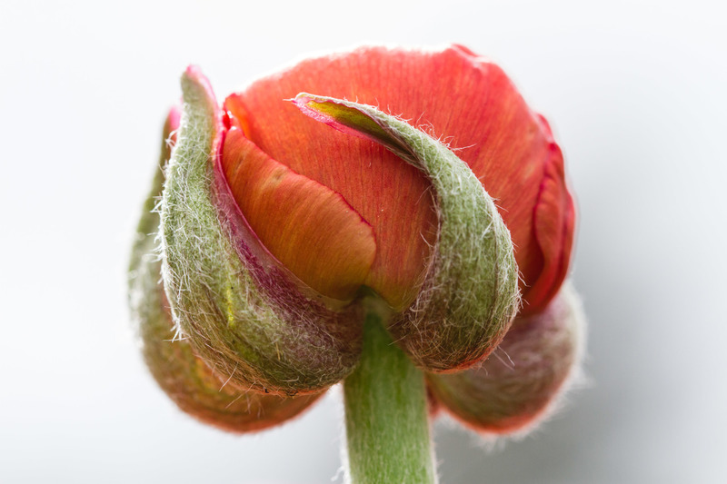 Kasteeltuinen (Arcen)