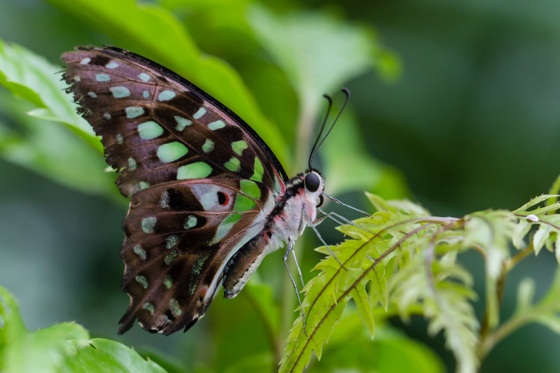 Botanische tuin (Utrecht)