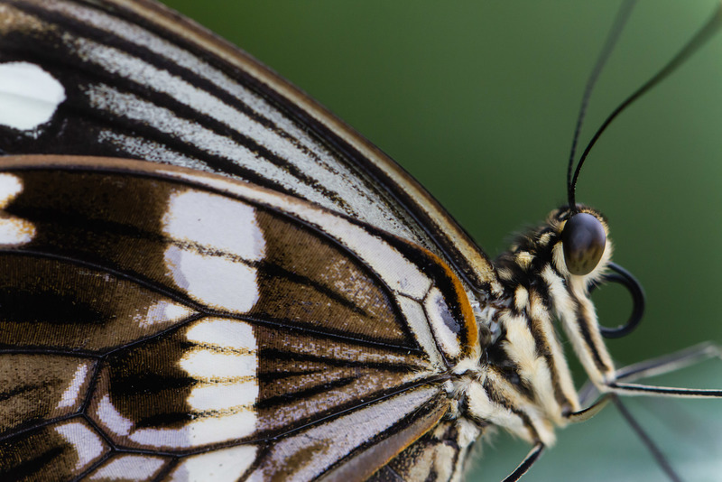 Botanische tuin (Utrecht)