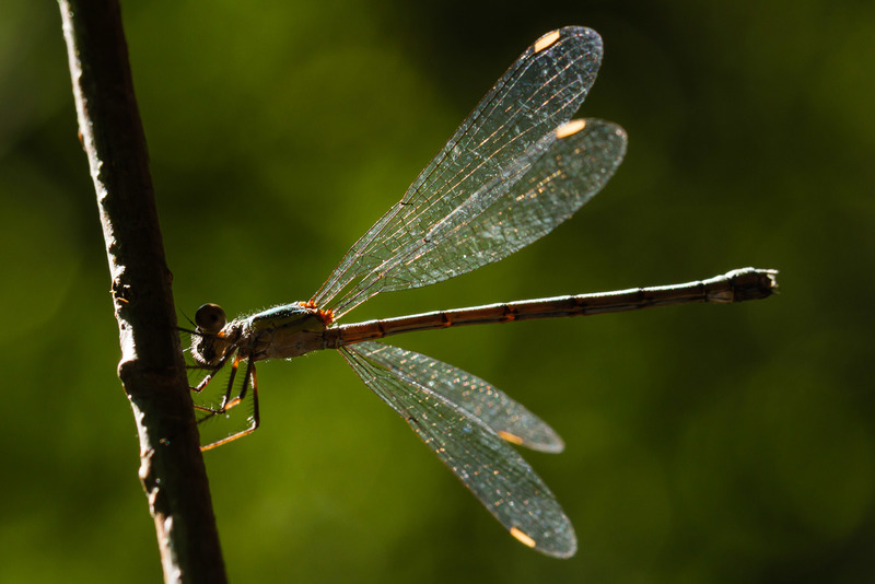 Oisterwijkse Bossen en Vennen (Oisterwijk)
