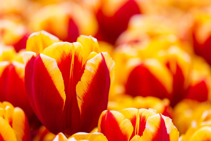 Voorjaar in de Kasteeltuinen (Arcen)