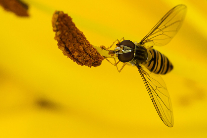 Kasteeltuinen (Arcen)