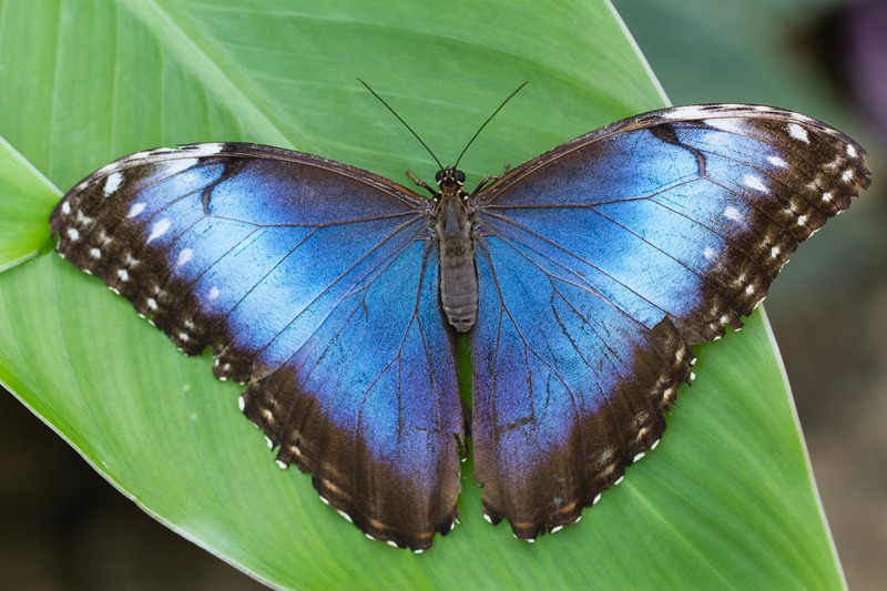 Burgers Zoo (Arnhem)