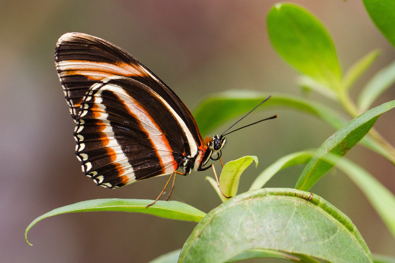 Burgers Zoo (Arnhem)