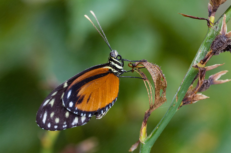 Burgers Zoo (Arnhem)