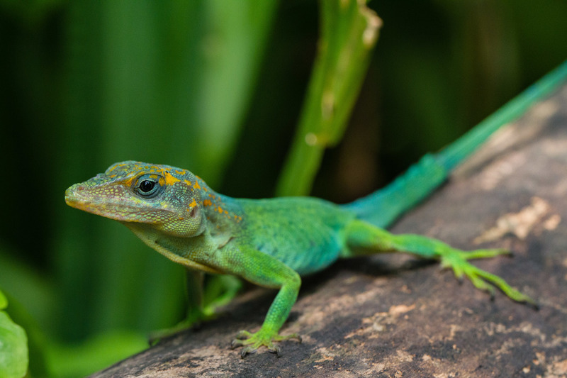 Burgers Zoo (Arnhem)