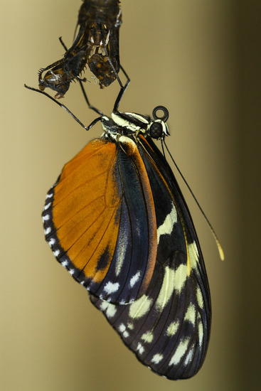 Net uit de pop (Burgers Zoo Arnhem)