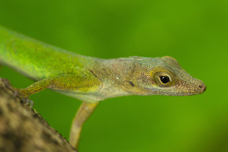 Burgers Zoo (Arnhem)