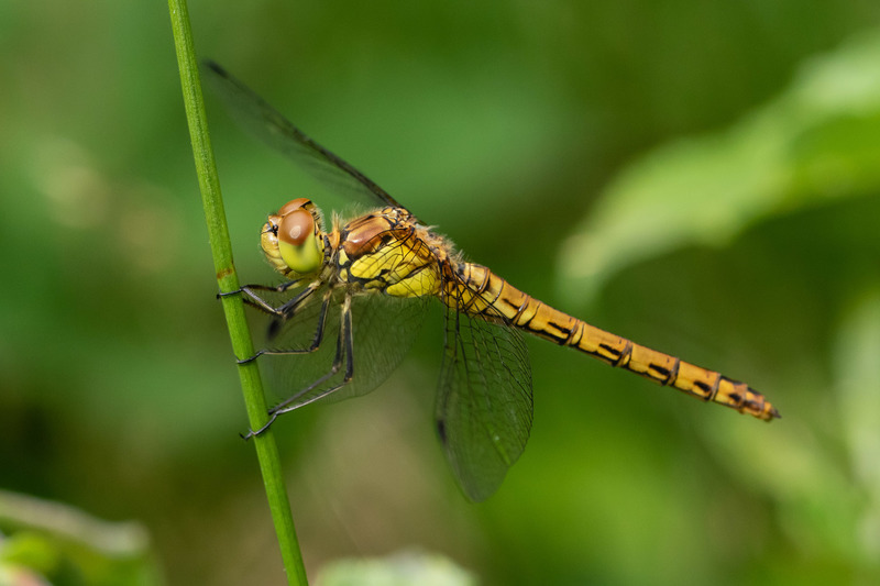Libel (Oisterwijkse Bossen en Vennen)