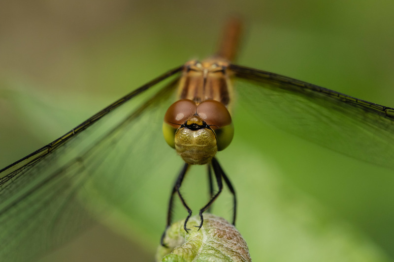 Libel (Oisterwijkse Bossen en Vennen)