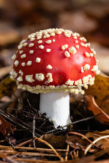 Oisterwijkse Bossen en Vennen