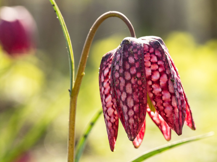 Kasteeltuinen (Arcen)