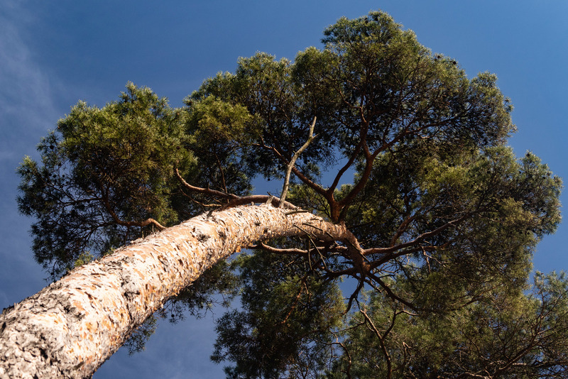 Oisterwijkse Bossen en Vennen (Oisterwijk)