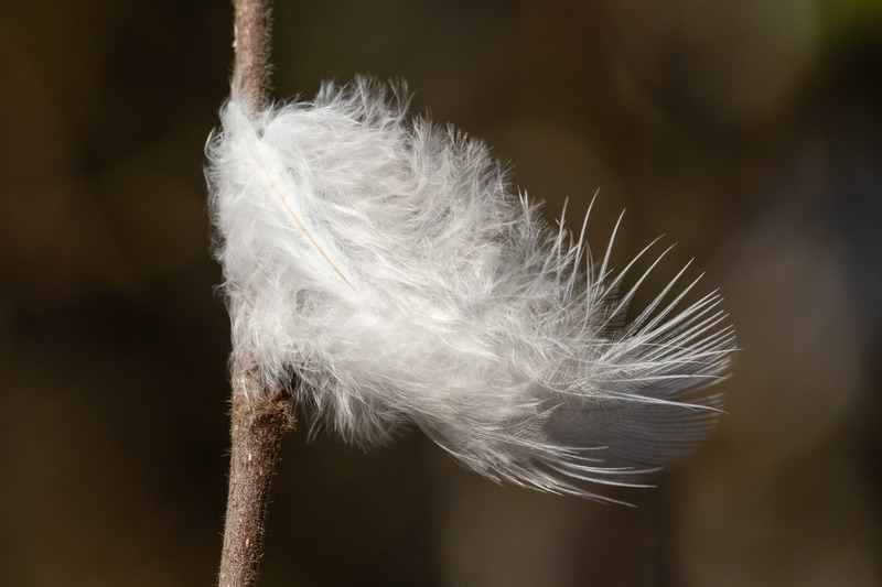 Oisterwijkse Bossen en Vennen (Oisterwijk)